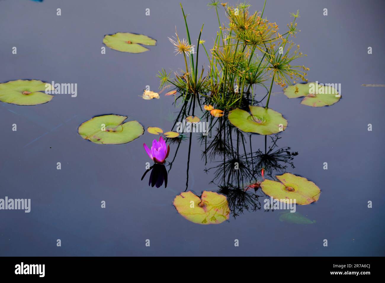 A stunning view of Hamilton Gardens in New Zealand featuring a