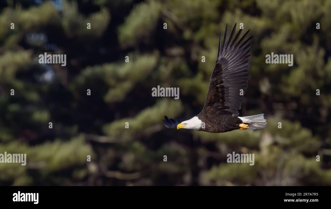 A majestic bald eagle soars through a forest with green trees Stock ...