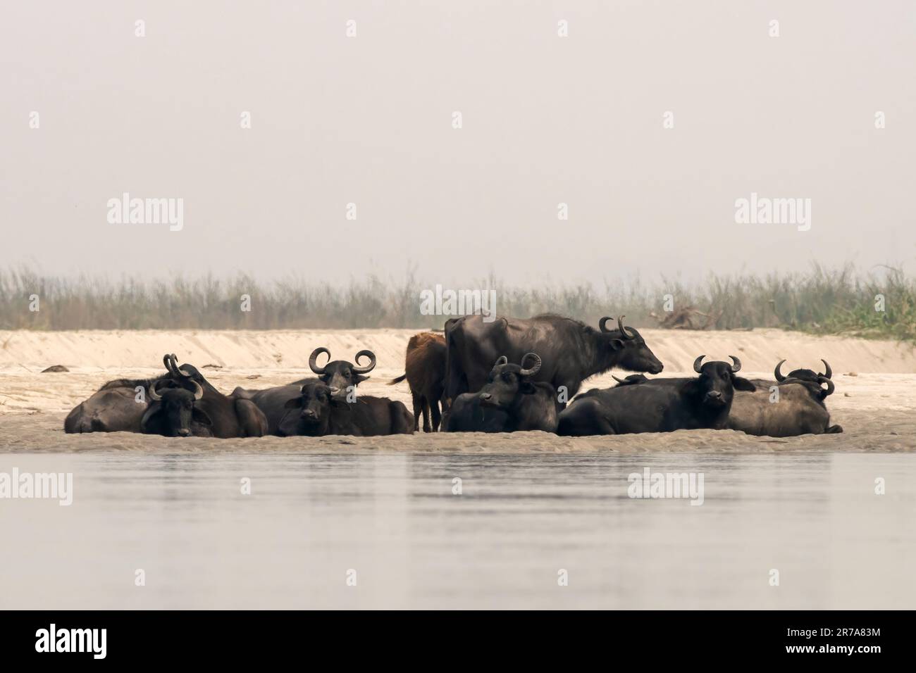 Water buffalo (Bubalus bubalis), also called the domestic water buffalo or Asian water buffalo, observed in Gajoldaba in West Bengal, India Stock Photo