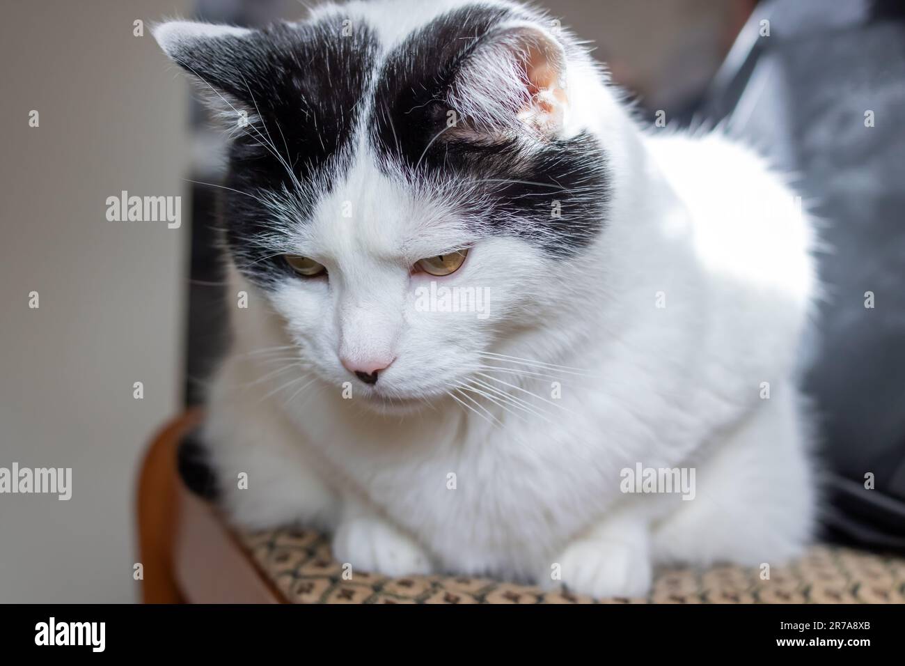 Premium Photo  Portrait photo of scottish fold cat with annoying or angry  face.