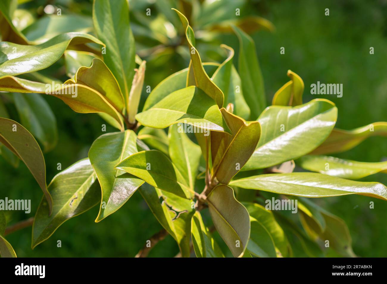 Zurich, Switzerland, May 22, 2023 Bull bay tree or Magnolia Grandiflora