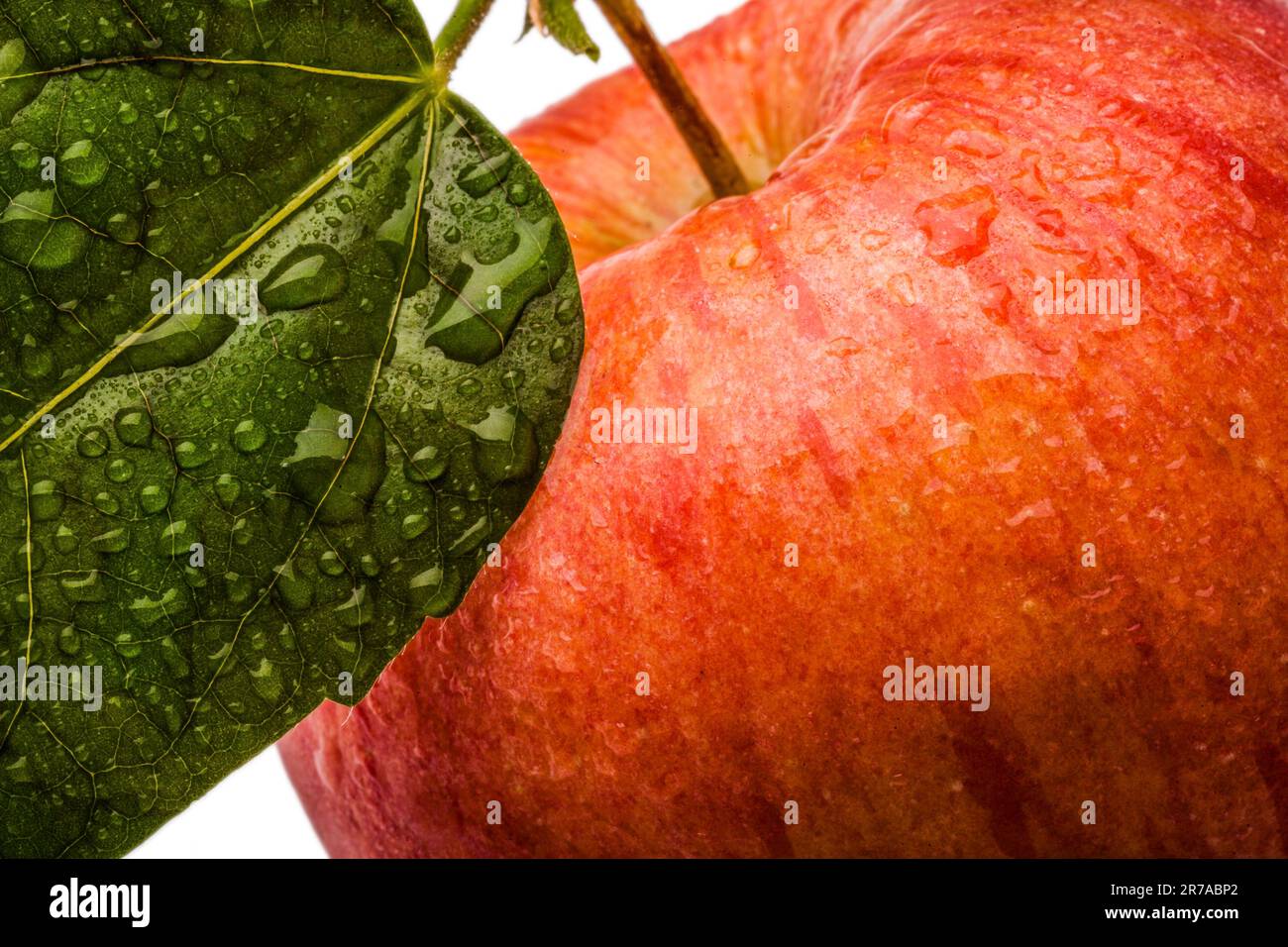 Single fresh wet red apple with leaf and drops isolated on white ...