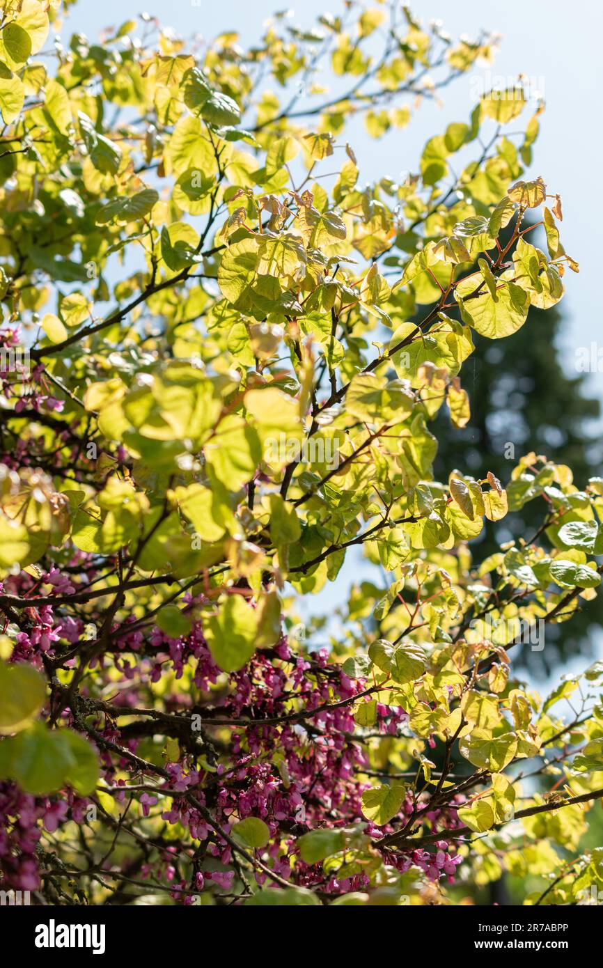 Judas Tree