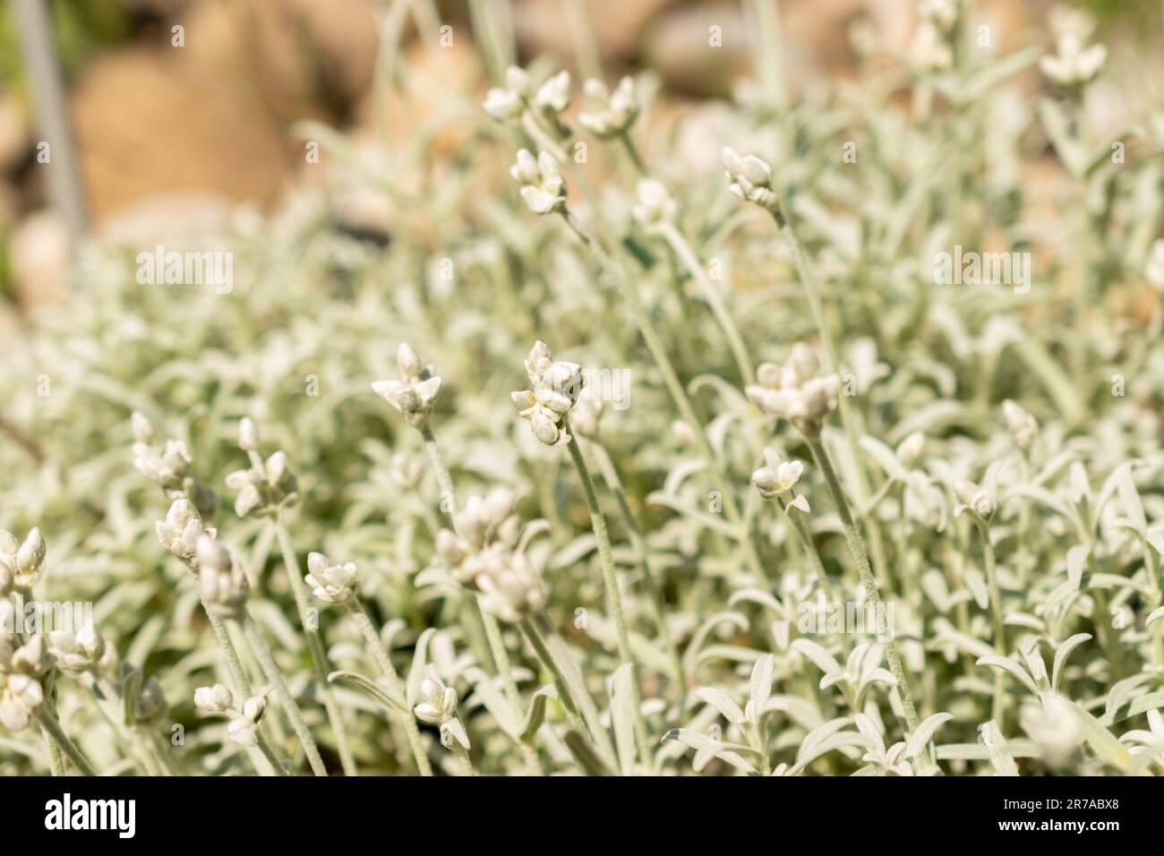Zurich, Switzerland, May 22, 2023 Greek snow plant or Cerastium Candidissimum at the botanical garden Stock Photo