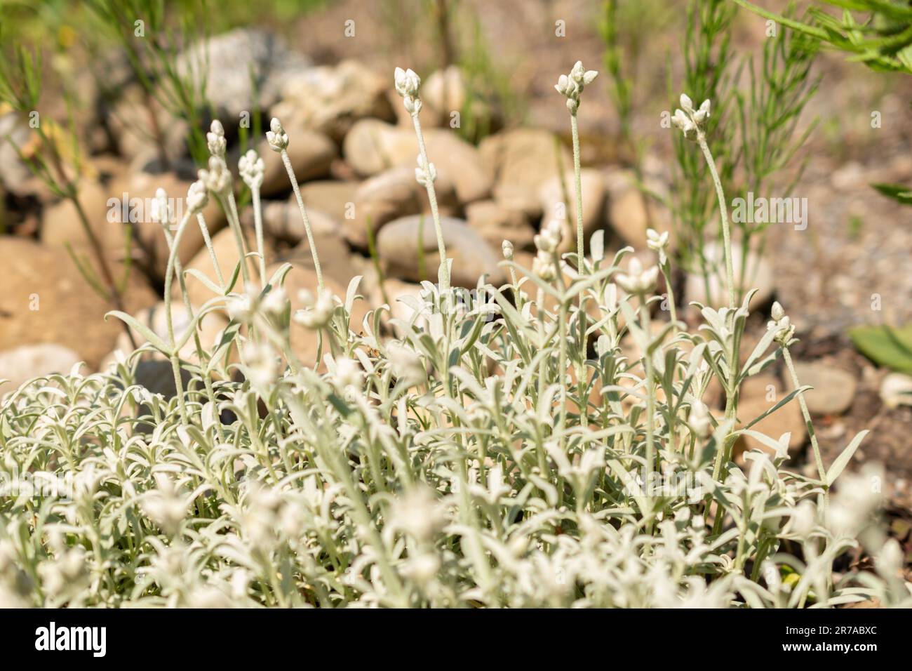 Zurich, Switzerland, May 22, 2023 Greek snow plant or Cerastium Candidissimum at the botanical garden Stock Photo
