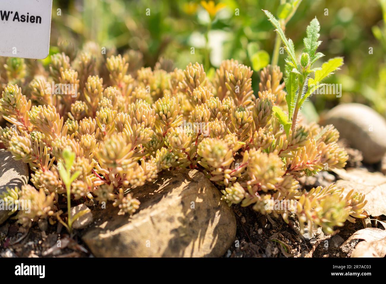 Zurich, Switzerland, May 22, 2023 Spanish stonecrop plant or Sedum Hispanicum at the botanical garden Stock Photo