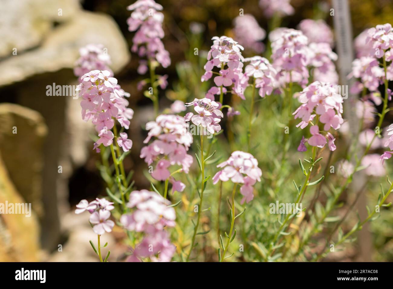 Zurich, Switzerland, May 22, 2023 Rock cress or persian candytuft or Aethionema Armenum at the botanical garden Stock Photo