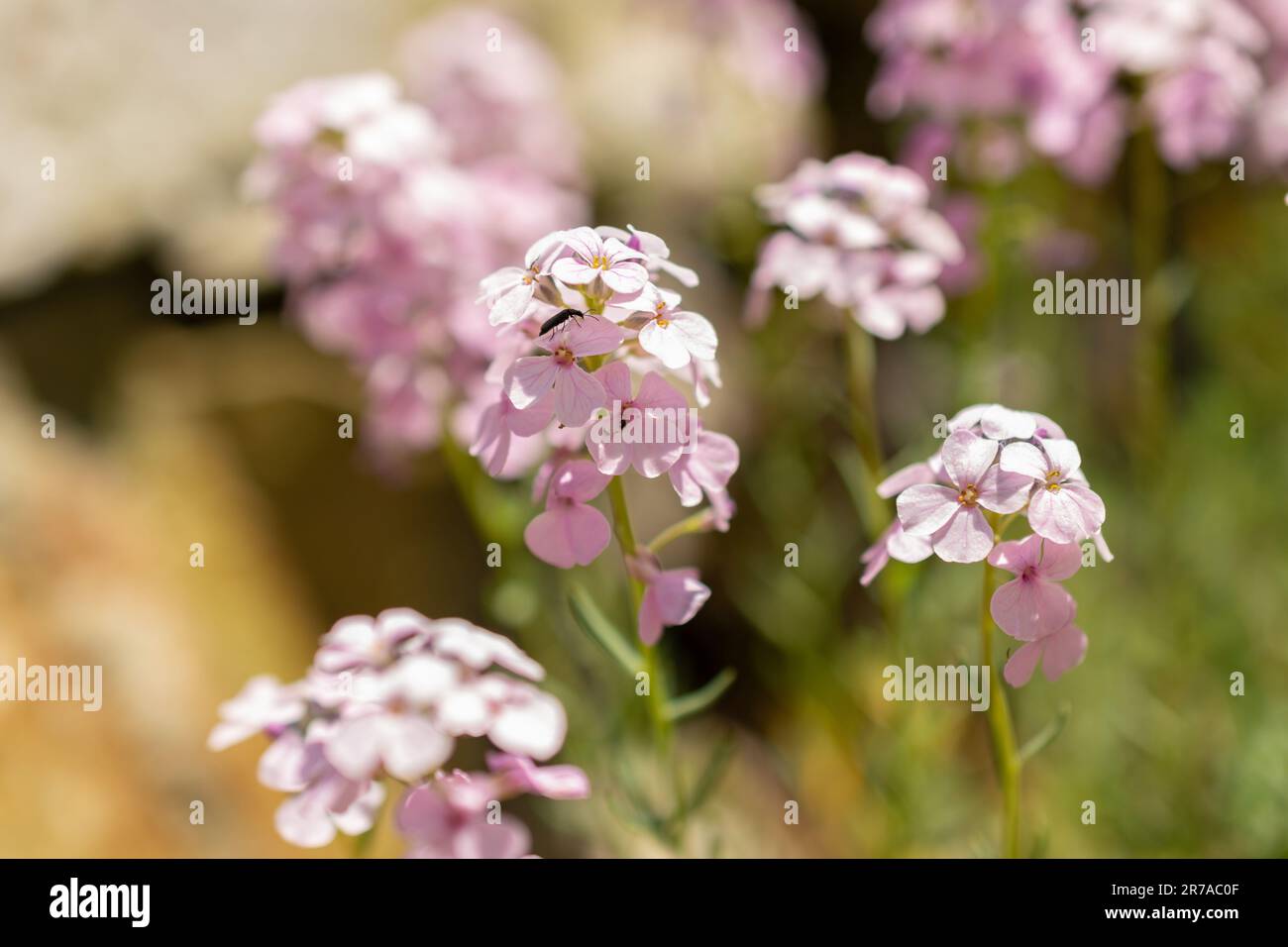 Zurich, Switzerland, May 22, 2023 Rock cress or persian candytuft or Aethionema Armenum at the botanical garden Stock Photo