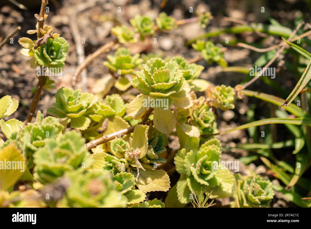 Zurich, Switzerland, May 22, 2023 Coleus Caninus plant at the botanical garden Stock Photo