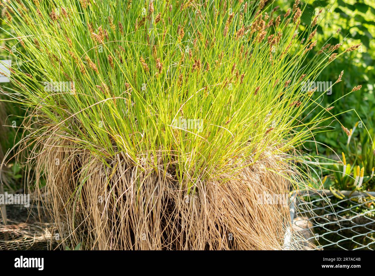 Zurich, Switzerland, May 22, 2023 Fibrous tussack sedge or Carex Appropinquata at the botanical garden Stock Photo