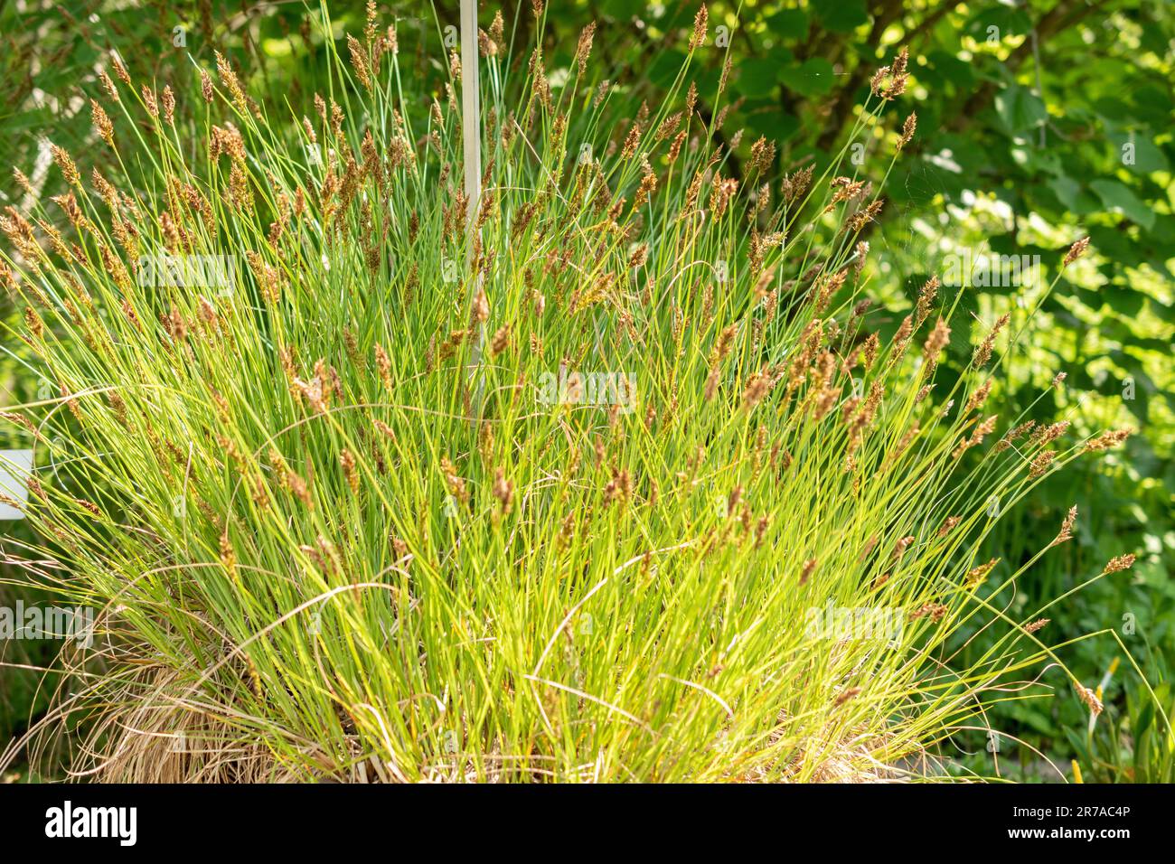 Zurich, Switzerland, May 22, 2023 Fibrous tussack sedge or Carex Appropinquata at the botanical garden Stock Photo