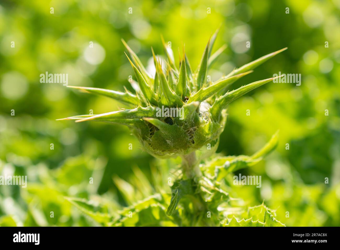 Zurich, Switzerland, May 22, 2023 Mary thistle or Silybum Marianum plant at the botanical garden Stock Photo