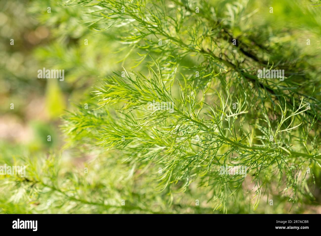 Zurich, Switzerland, May 22, 2023 Pheasants eye or Adonis Vernalis plant at the botanical garden Stock Photo