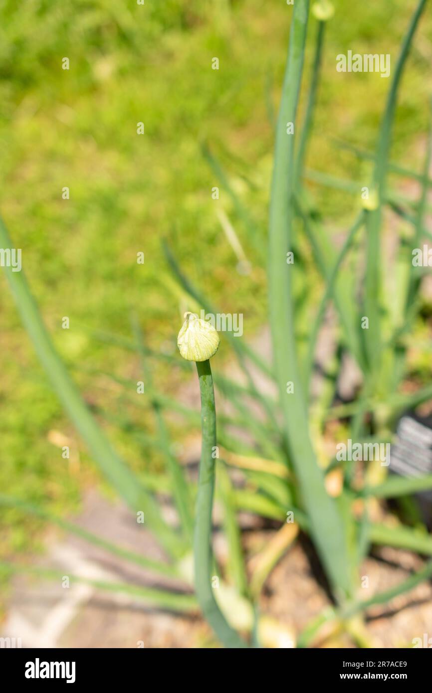Zurich, Switzerland, May 22, 2023 Bulb onion or Allium Cepa at the botanical garden Stock Photo
