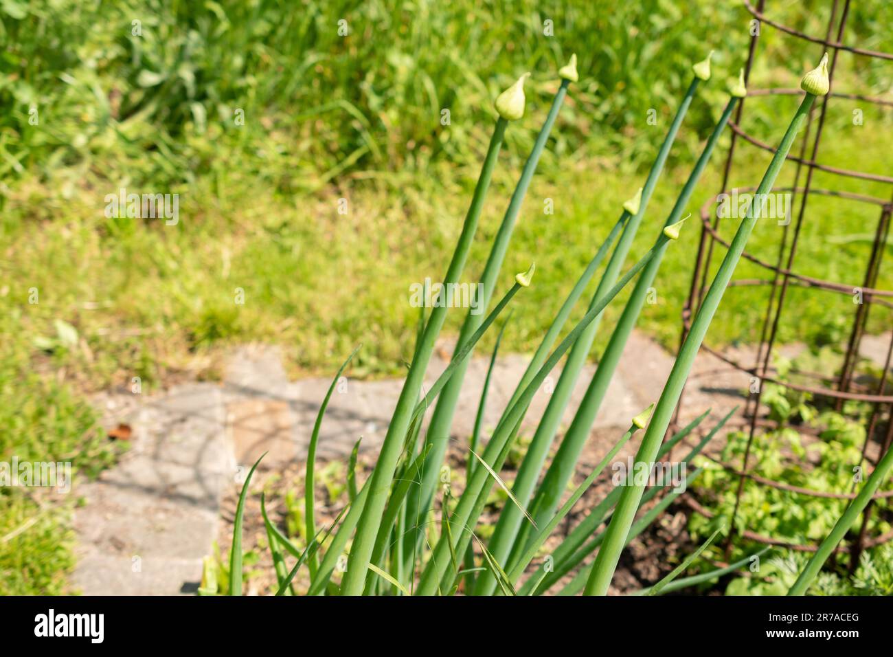 Zurich, Switzerland, May 22, 2023 Bulb onion or Allium Cepa at the botanical garden Stock Photo
