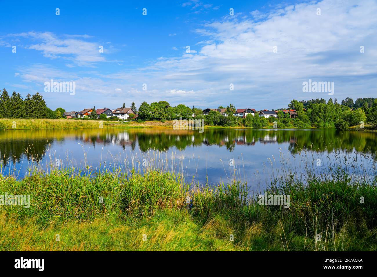 Nature at the Oberer Eschenbacher Teich near ClausthalZellerfeld