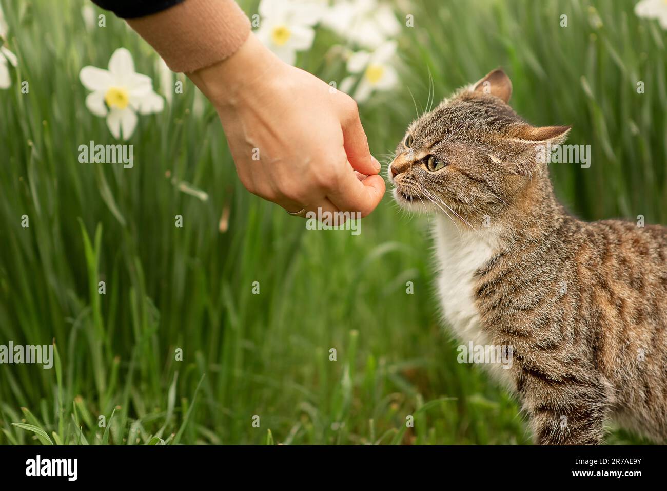 a young white woman feeds a gray cat from her hand, the cat tries to eat a treat from the woman's hands,she is very hungry and is not afraid of people Stock Photo
