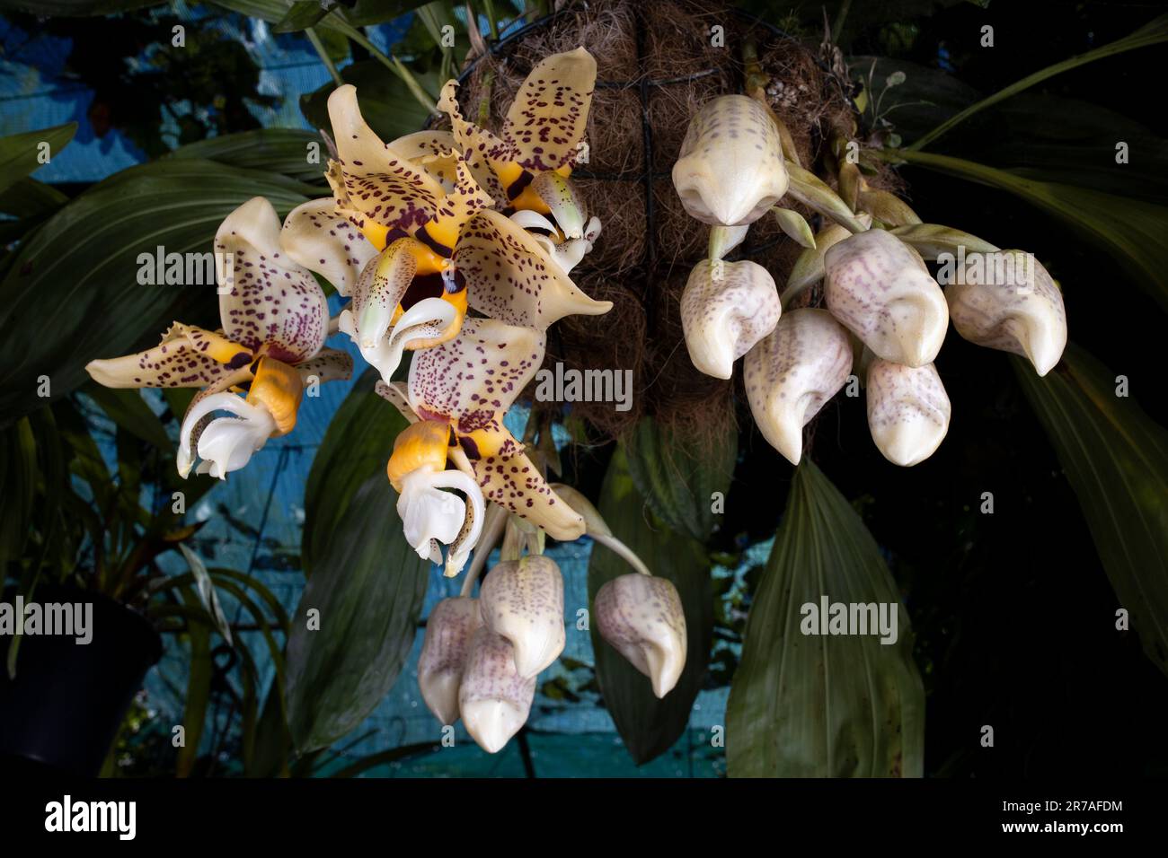 Stanhopea spindleriana (upside down) orchid flowers Stock Photo Alamy