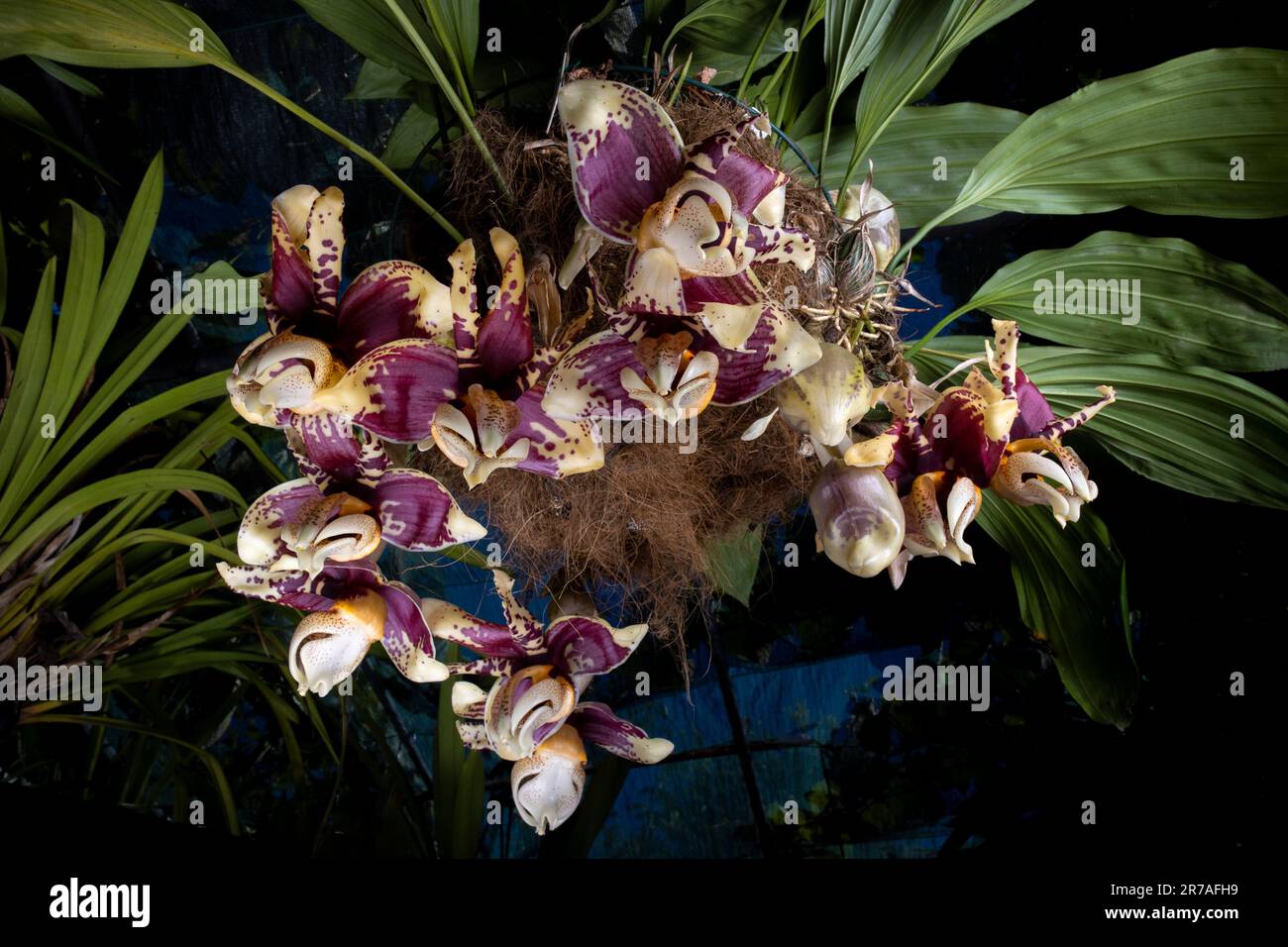 Stanhopea nigroviolacea (upside down) orchid flowers Stock Photo