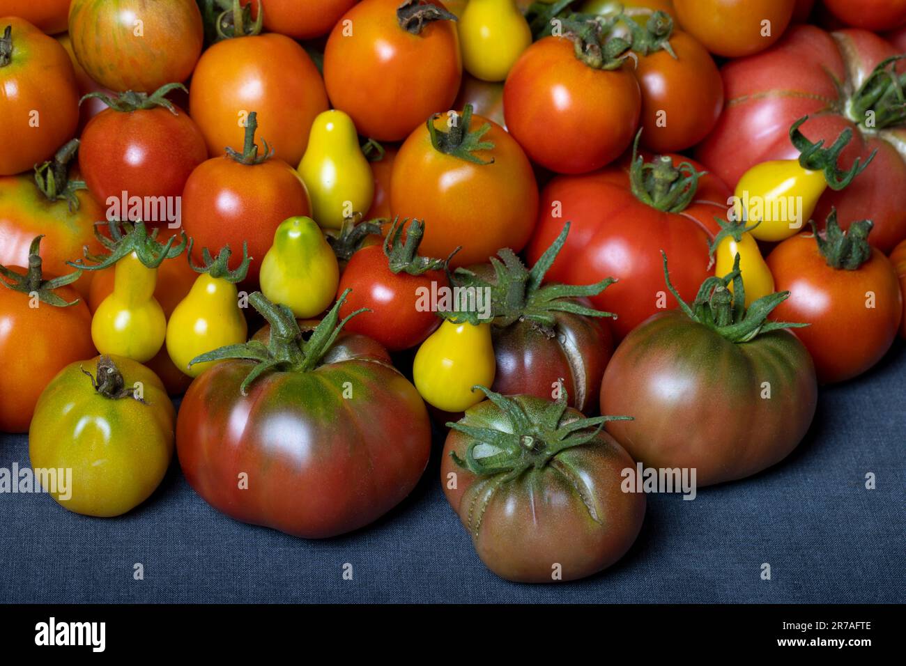 Solanum lycopersicum heritage hires stock photography and images Alamy