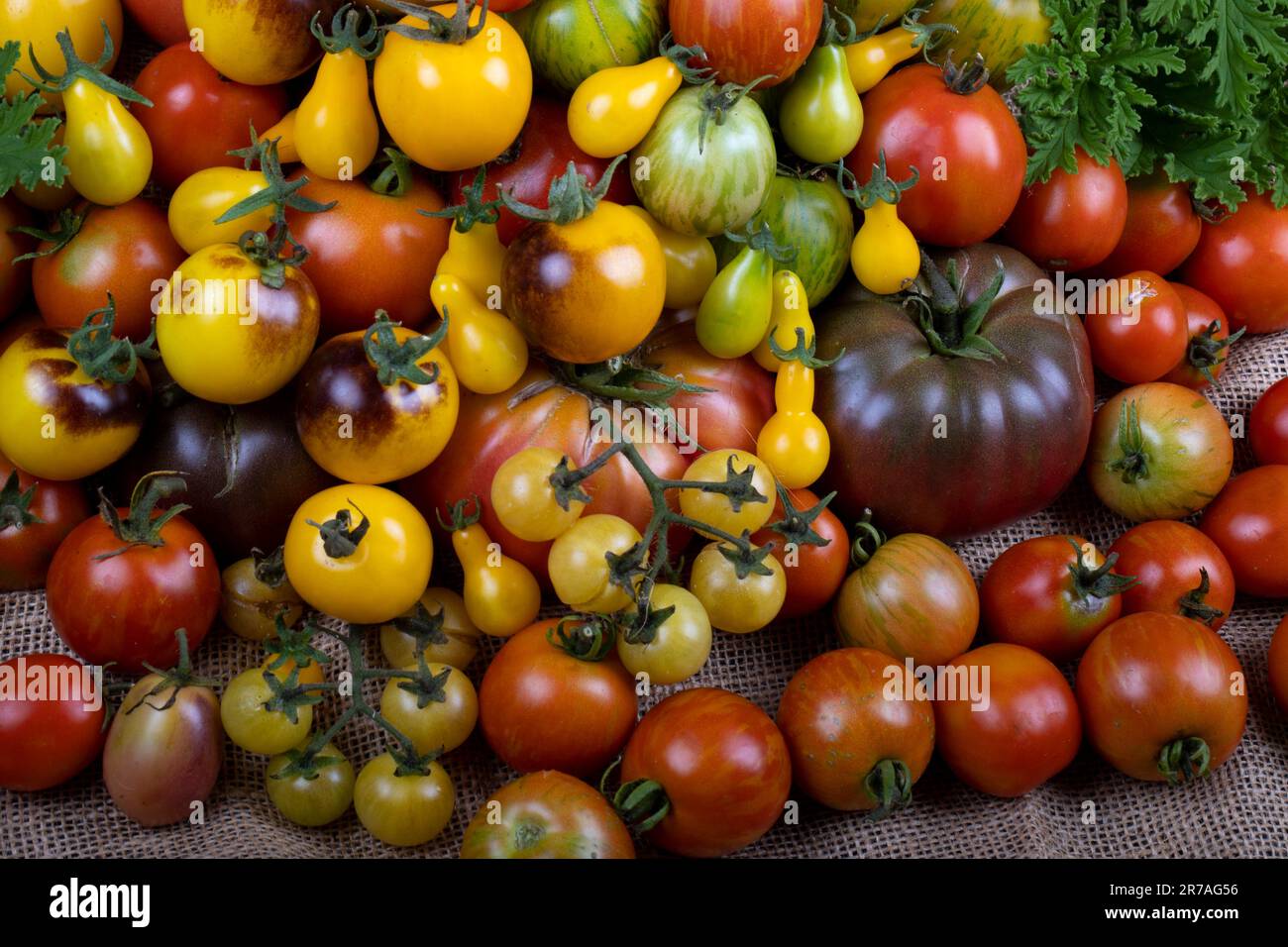 Solanaceae yellow tomatoes hires stock photography and images Alamy