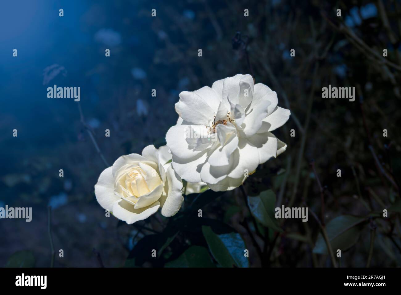 Real pretty white roses hi-res stock photography and images - Alamy