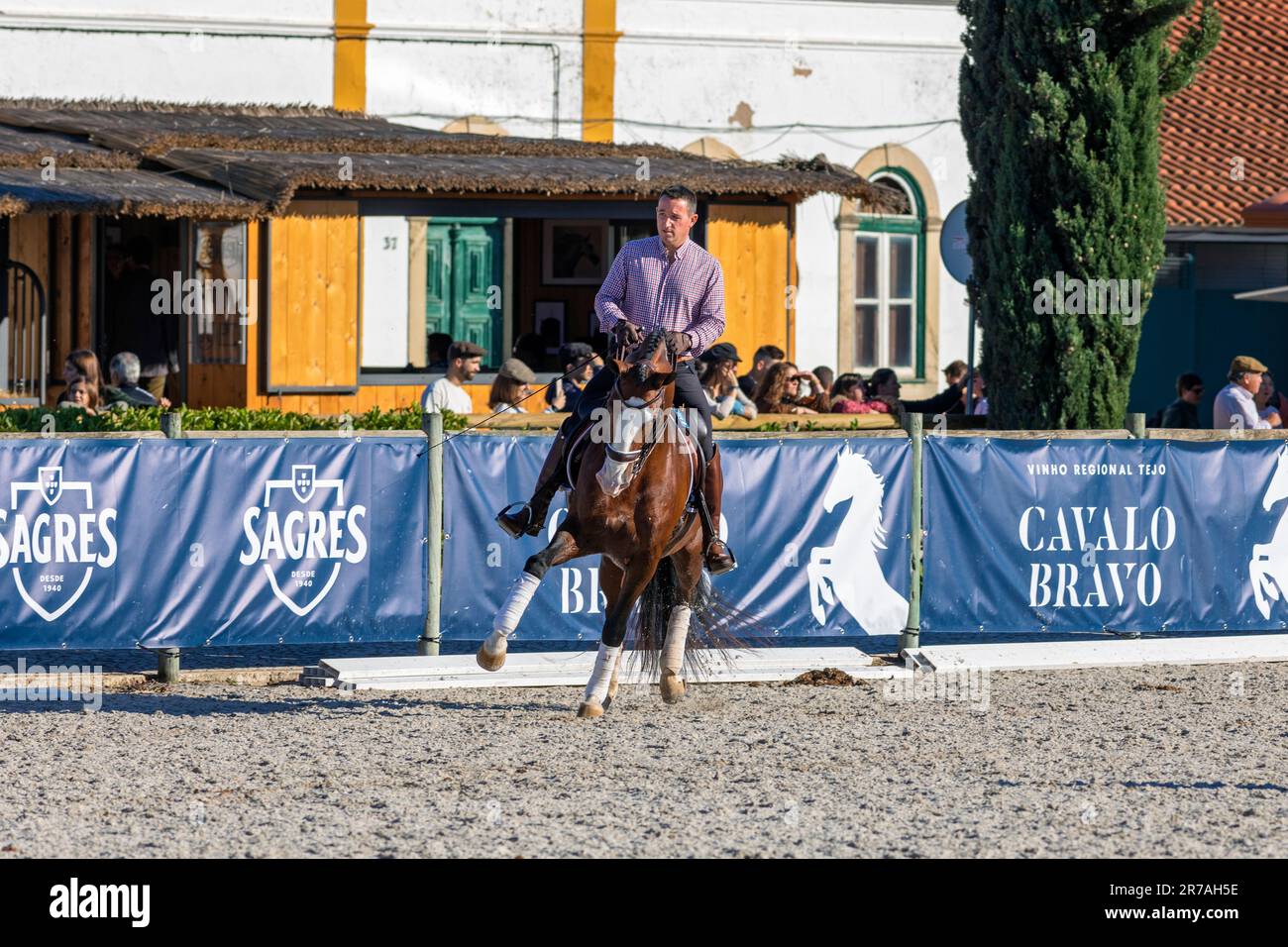 Europe, Portugal, Alentejo Region, Golega, Man riding brown Lusitano Horse at the Golega Horse Fair Stock Photo