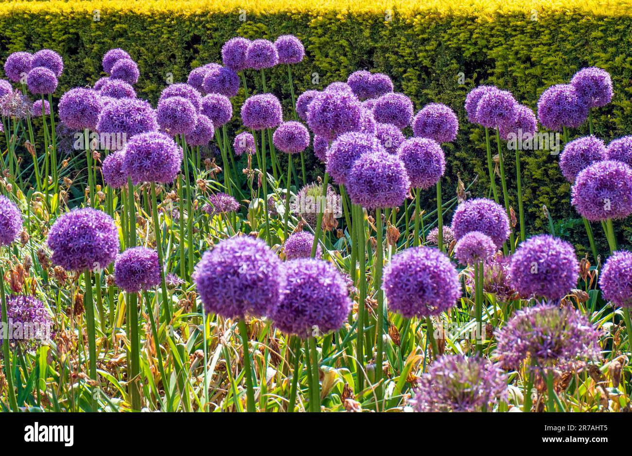 Group of beautiful Purple Alliums Stock Photo