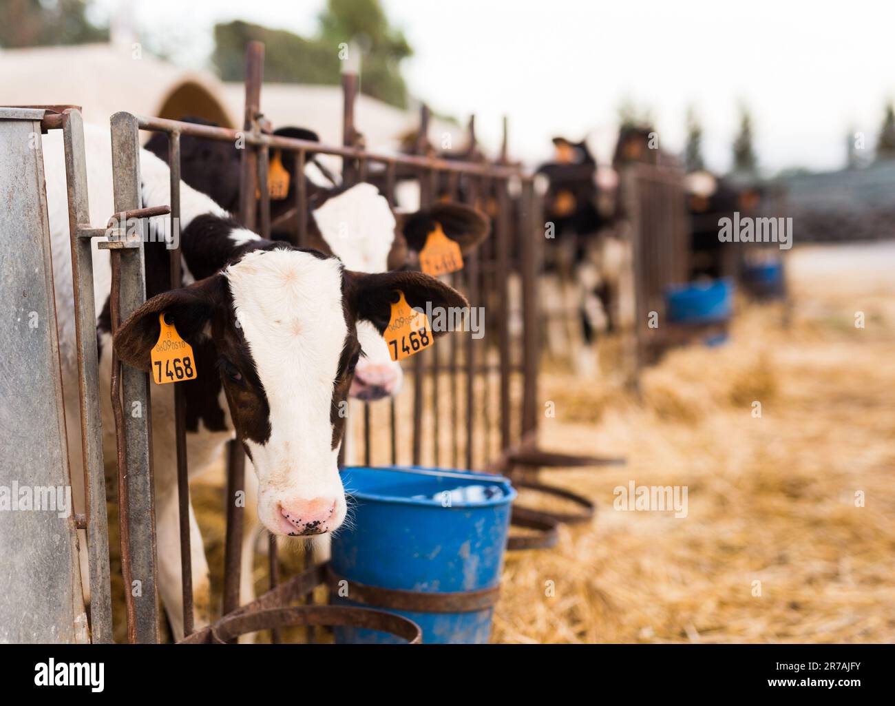 black and white calves in stall on farm Stock Photo - Alamy