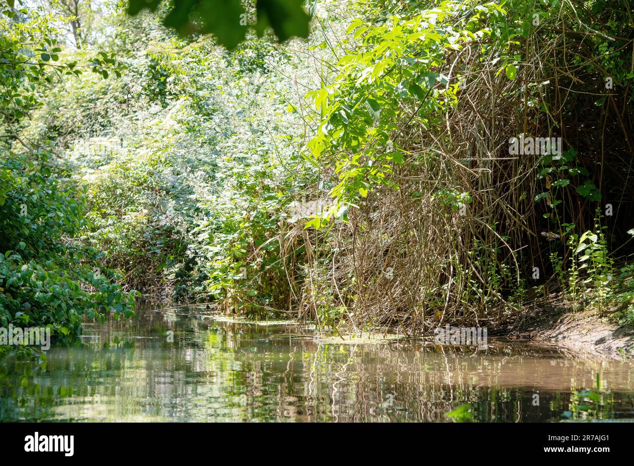 Small pond in middle forest hi-res stock photography and images - Alamy