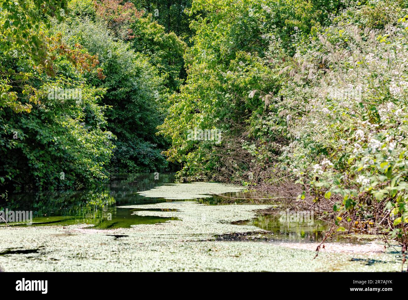 A view of a small pond in the middle of a forest in summer Stock Photo ...