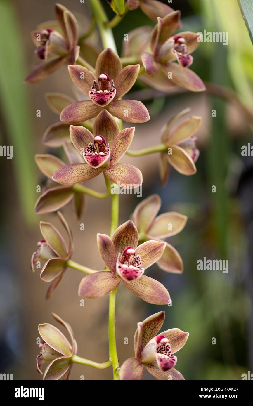 Cymbidium orchid flowers Stock Photo
