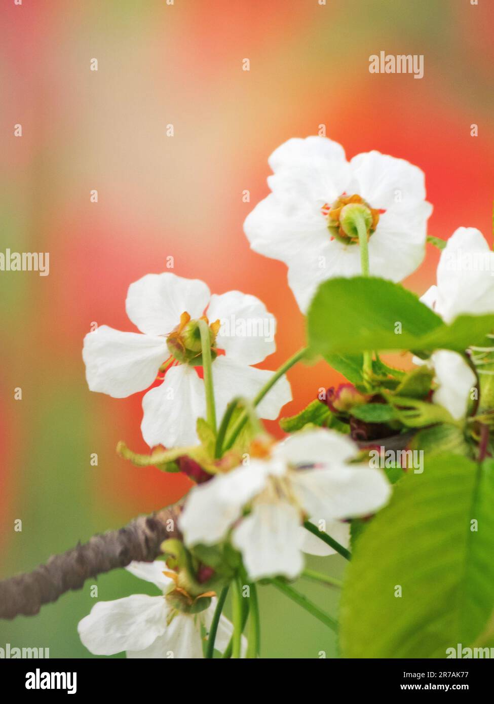 decorative apple blossom in the garden. white flowers closeup Stock Photo