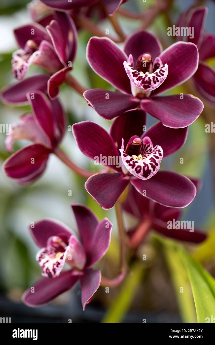 Cymbidium orchid flowers Stock Photo