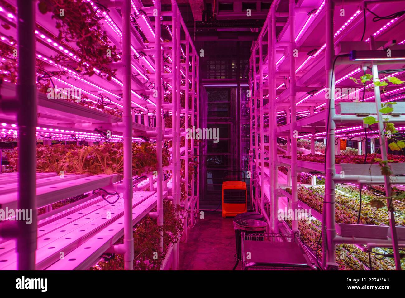 Luxury Greenhouse Interiors luxury-greenhouse-interiors