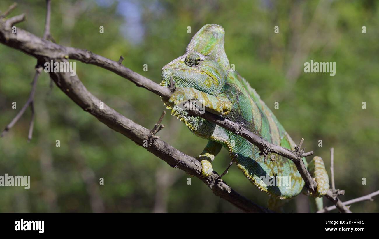 Disgruntled elderly chameleon lies on thorny branch of tree. Veiled chameleon, Yemen chameleon or Cone-head chameleon (Chamaeleo calyptratus) Stock Photo