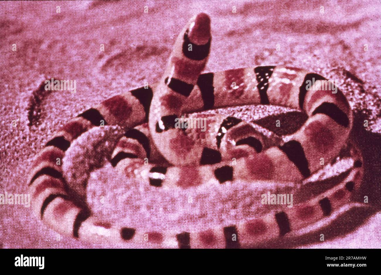 WALT DISNEY'S THE LIVING DESERT 1953 director JAMES ALGAR screenplay