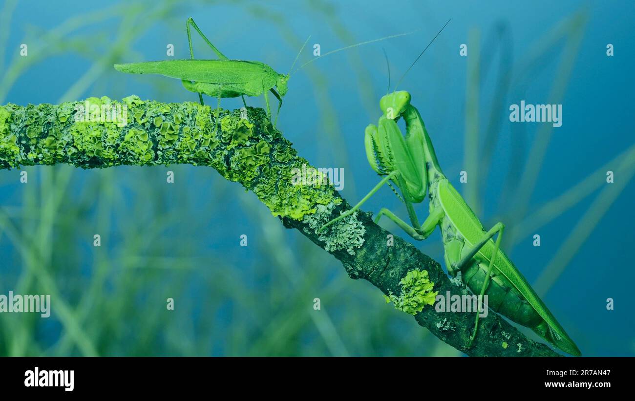 Green grasshopper chirps its wings next to large female praying mantis sitting on tree branch covered with lichen. and Transcaucasian tree mantis (Hie Stock Photo