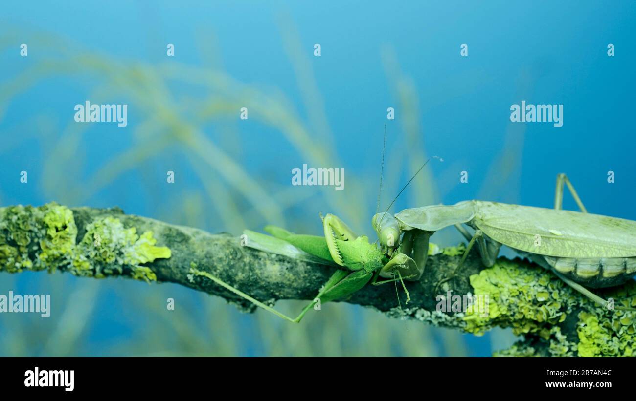 Large female green praying mantis greedily eating green grasshopper sitting on tree branch covered with lichen. Transcaucasian tree mantis (Hierodula Stock Photo