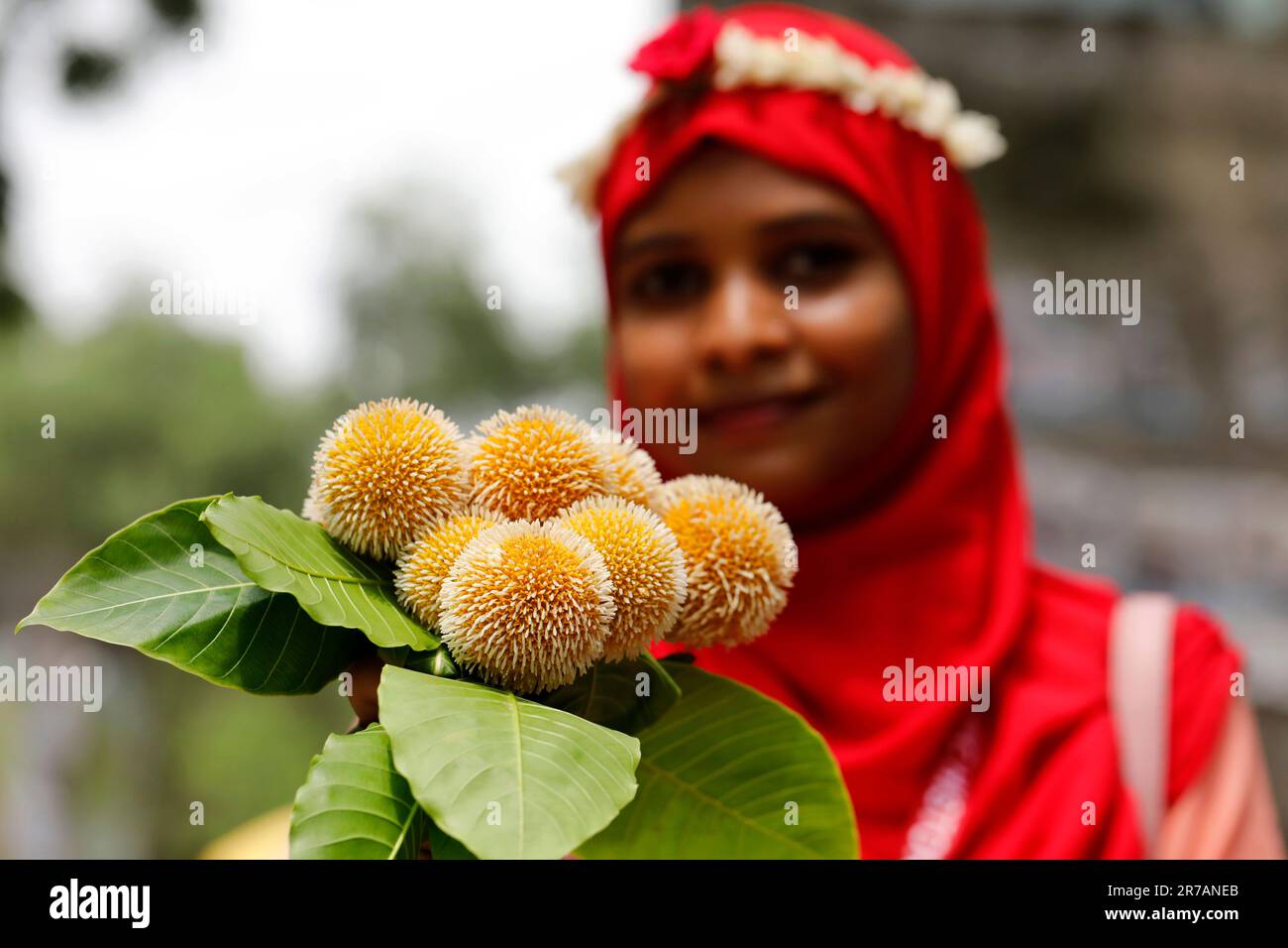 Dhaka, Bangladesh June 14, 2023 The Burflower flower popularly known