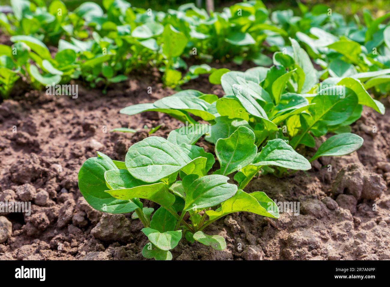 Arugula or rocket (Eruca vesicaria, Eruca sativa Mill., Brassica eruca L.) is an edible annual plant. A close-up view of the plant in the garden Stock Photo