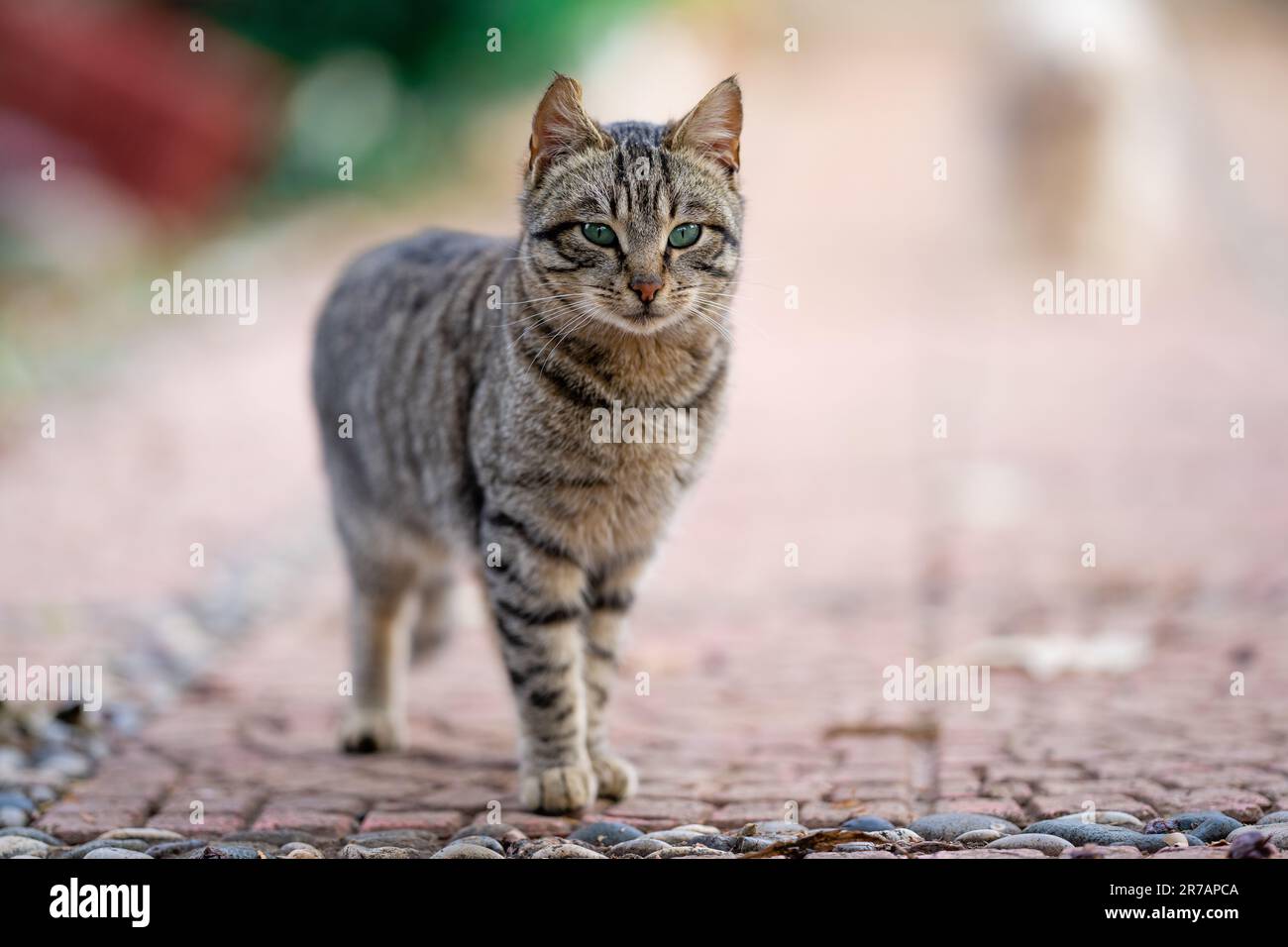 A tabby cat on a grey stone road, looking directly into the camera with ...