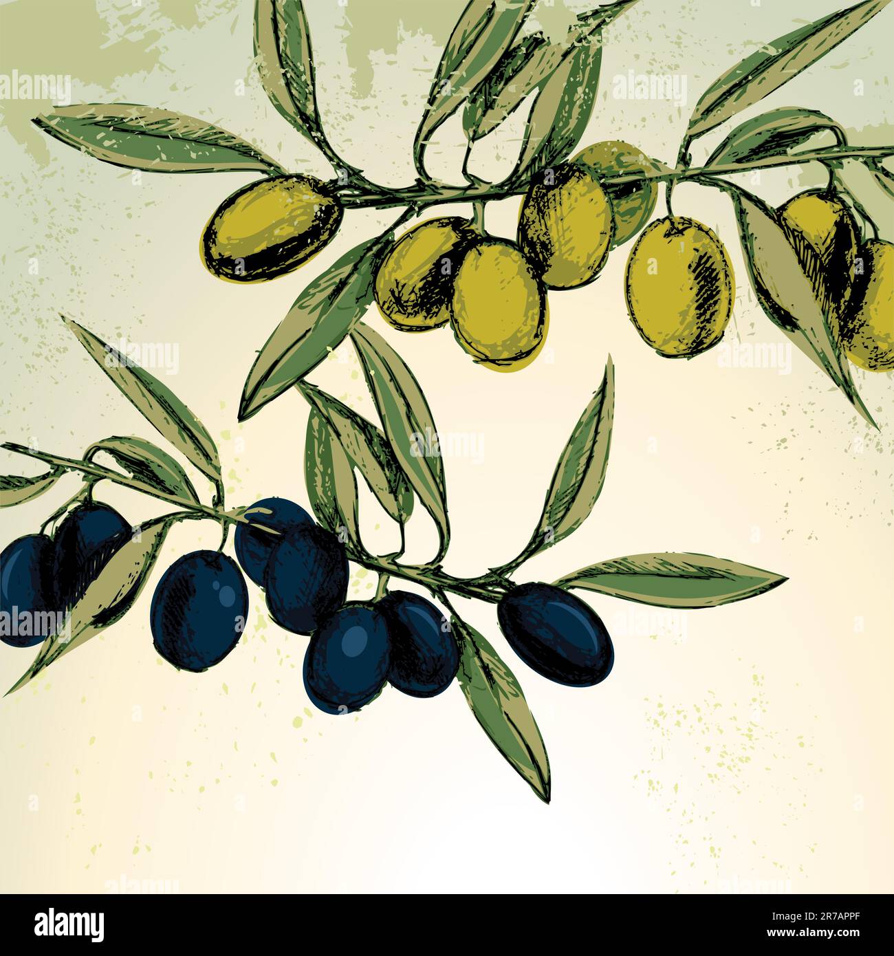 Vector illustration - green and black olives on the branches Stock ...