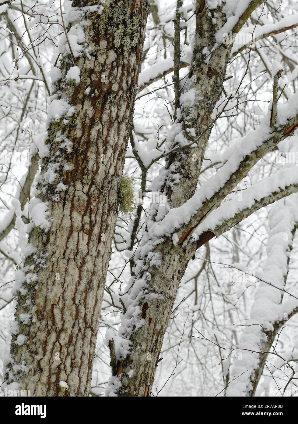 Snowy trees in the forest in Finland in mid-winter Stock Photo - Alamy