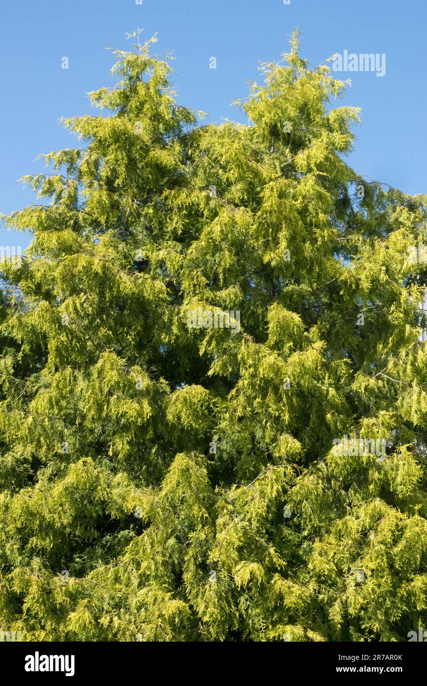 American Arborvitae Thuja occidentalis 'Cloth of Gold' Golden Yellow White Cedar Tree Arborvitae Spring Thuja Stock Photo