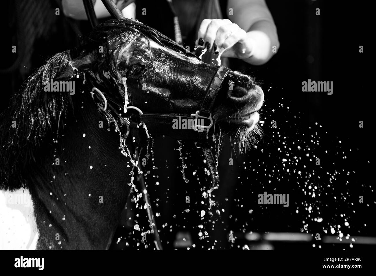 Mini diva Black and White Stock Photos & Images Alamy