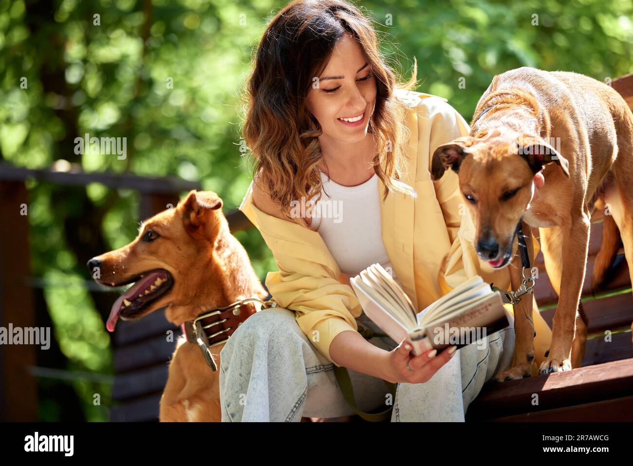 Charming young smiling girl playing with two golden colored dogs ...