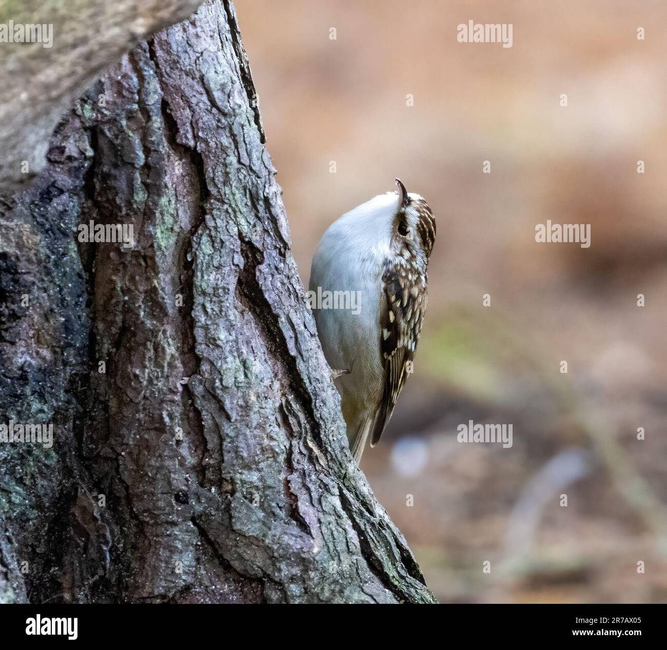 A tree creeper bird stands on a tree trunk, its tiny claws gripping the bark as it surveys its surroundings Stock Photo
