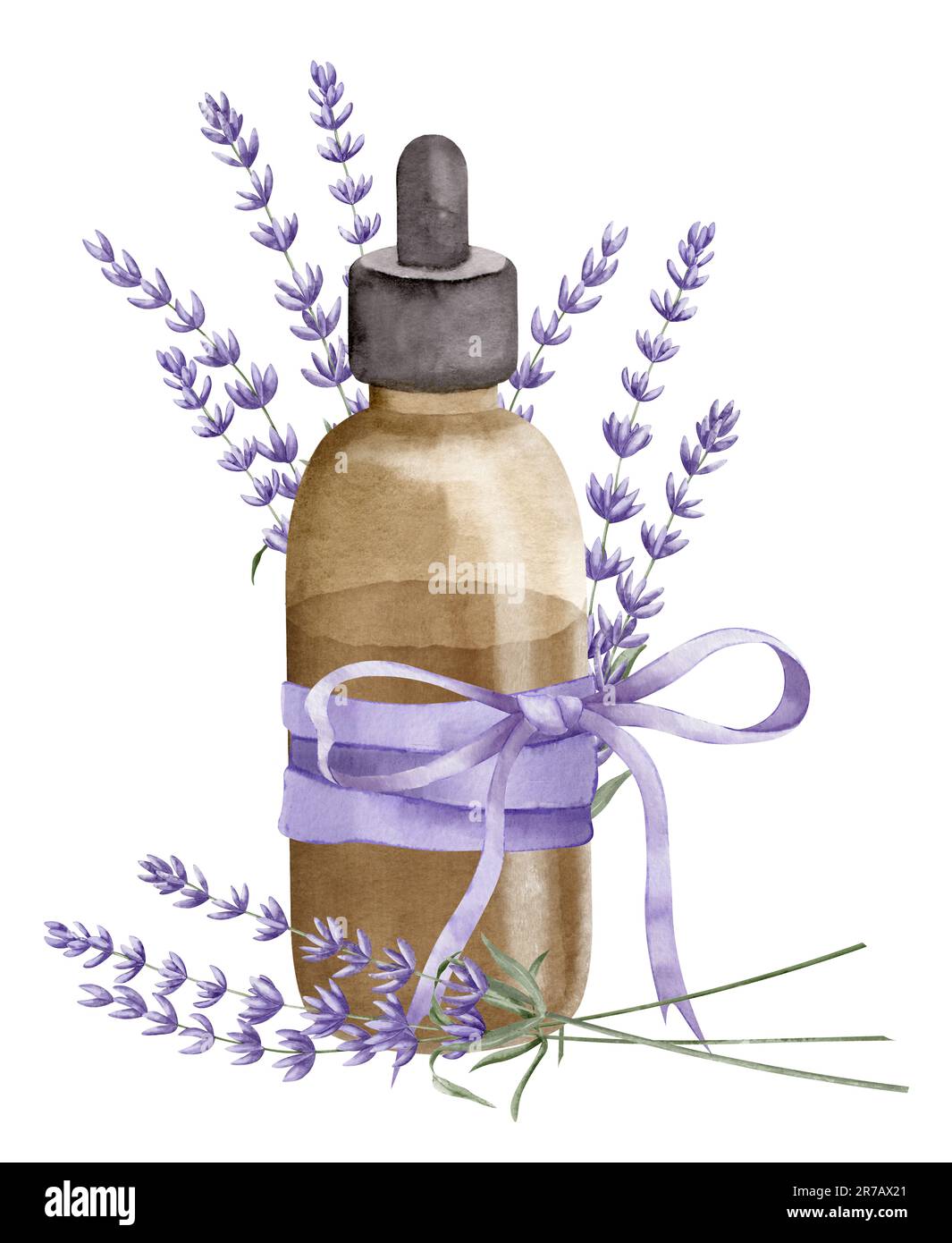 Lavender Essential Oil. Hand drawn watercolor illustration of vintage  Bottle for aromatherapy on white isolated background. Drawing of old Flacon  with Flowers for cosmetic or alternative medicine Stock Photo - Alamy
