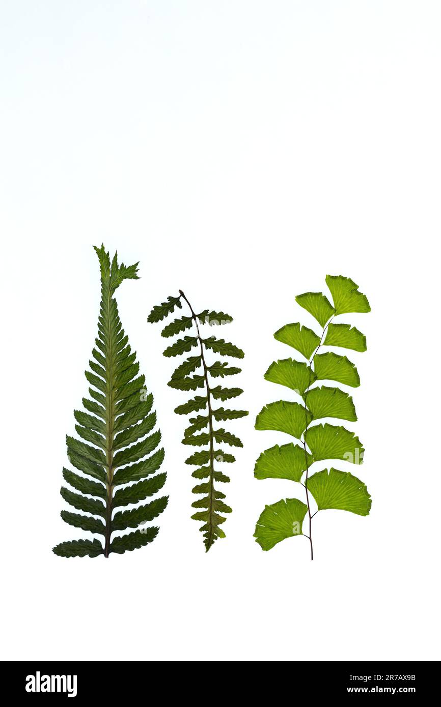 Three different types of fern fronds on a white background. Stock Photo
